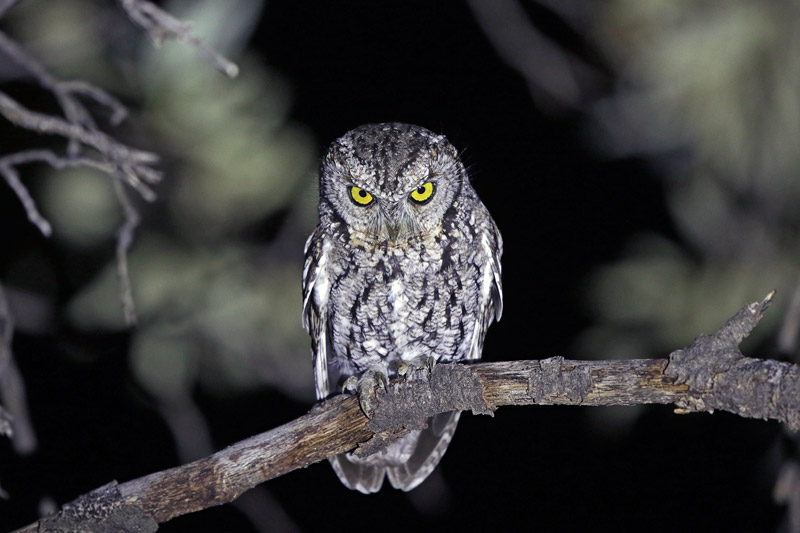 Whiskered Screech-Owl