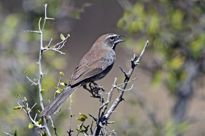 Five Striped Sparrow