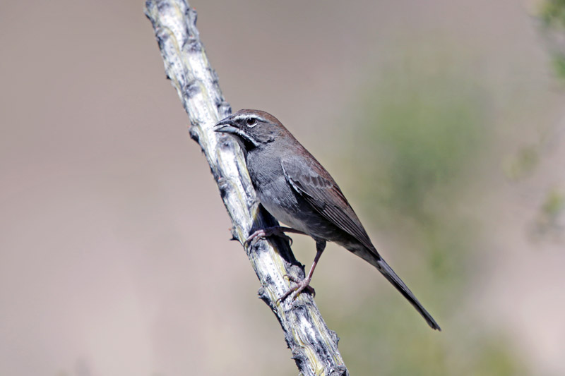Five Striped Sparrow