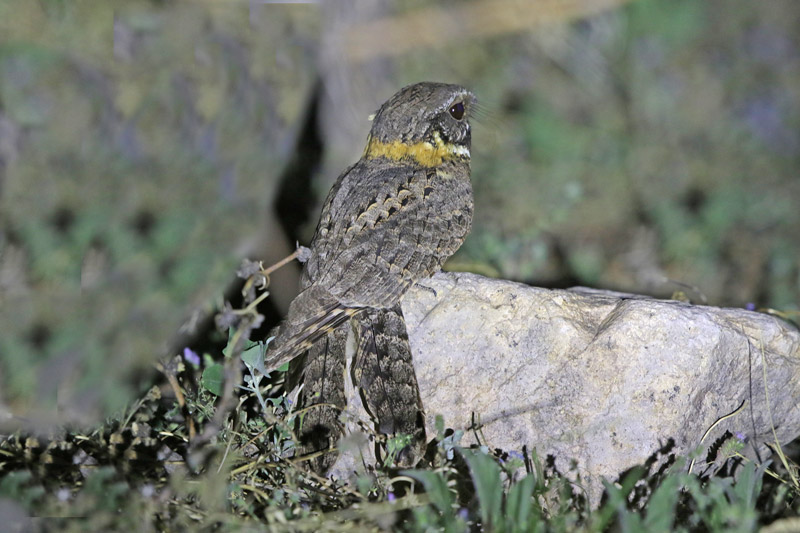 Buff-collared Nightjar