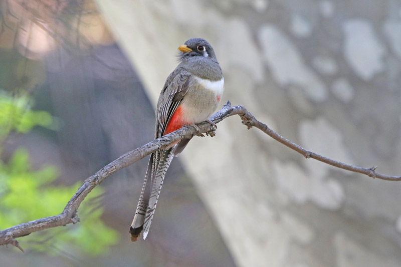 Elegant Trogon