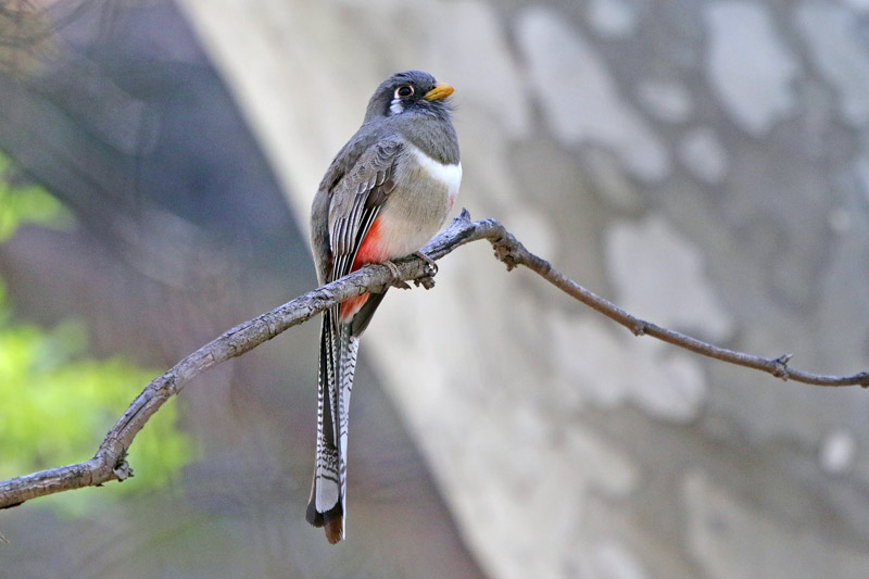 Elegant Trogon