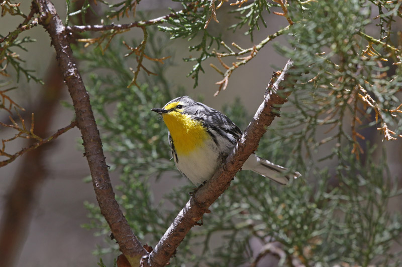 Grace's Warbler