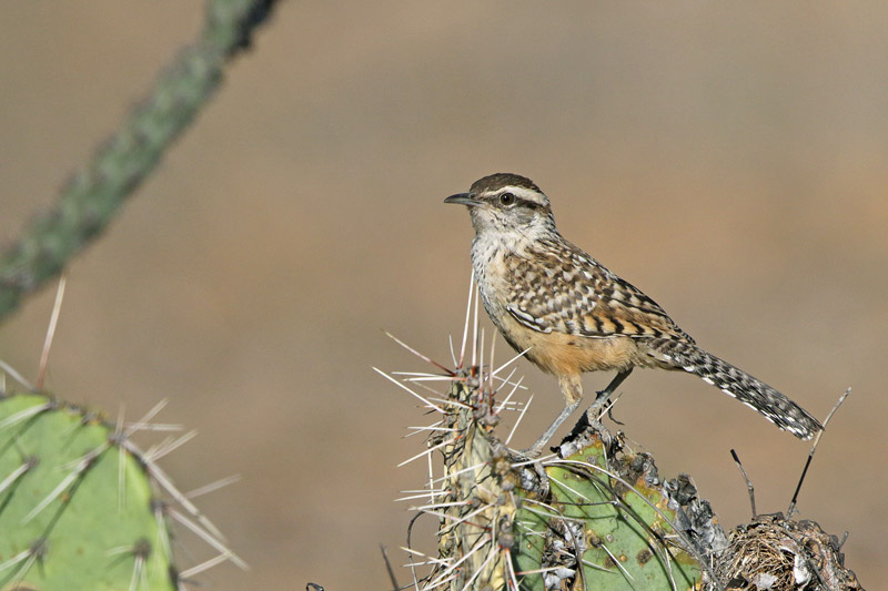 Cactus Wren