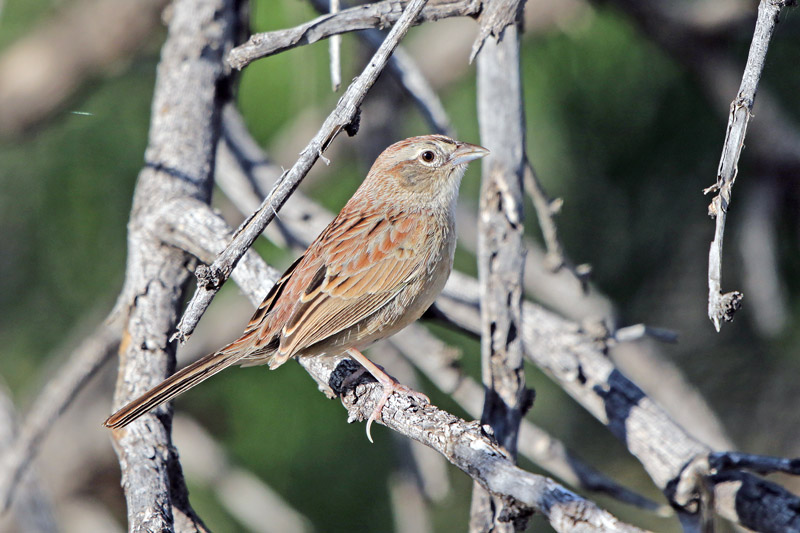 Botteri's Sparrow