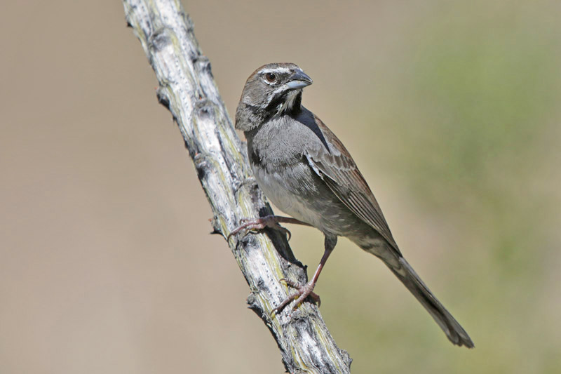 Five-striped Sparrow
