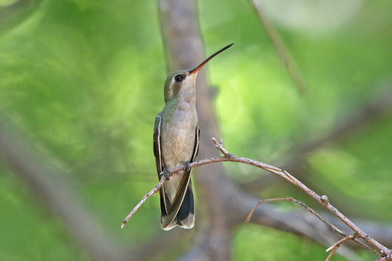 Broad-billed Hummingbird