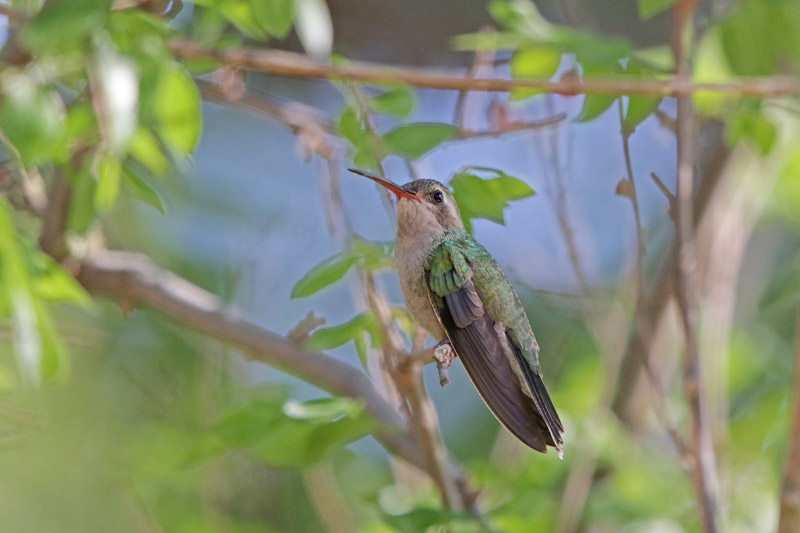 Broad-billed Hummingbird