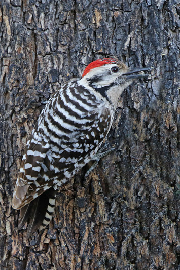 Ladder-backed Woodpecker