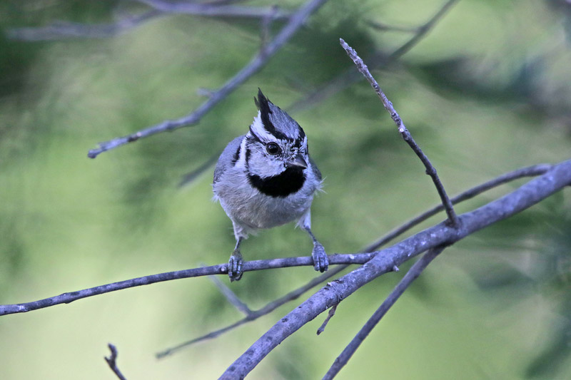 Bridled Titmouse