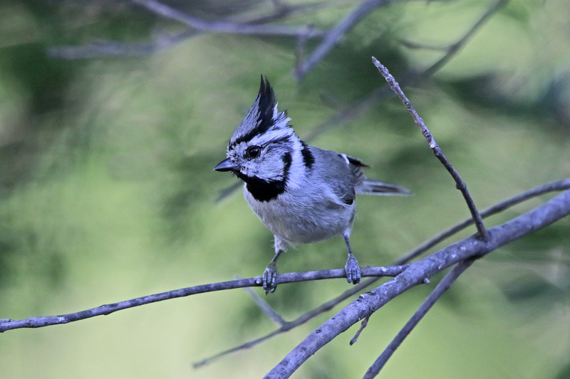 Bridled Titmouse