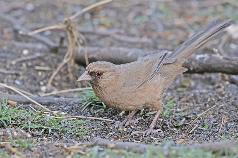 Abert's Towhee