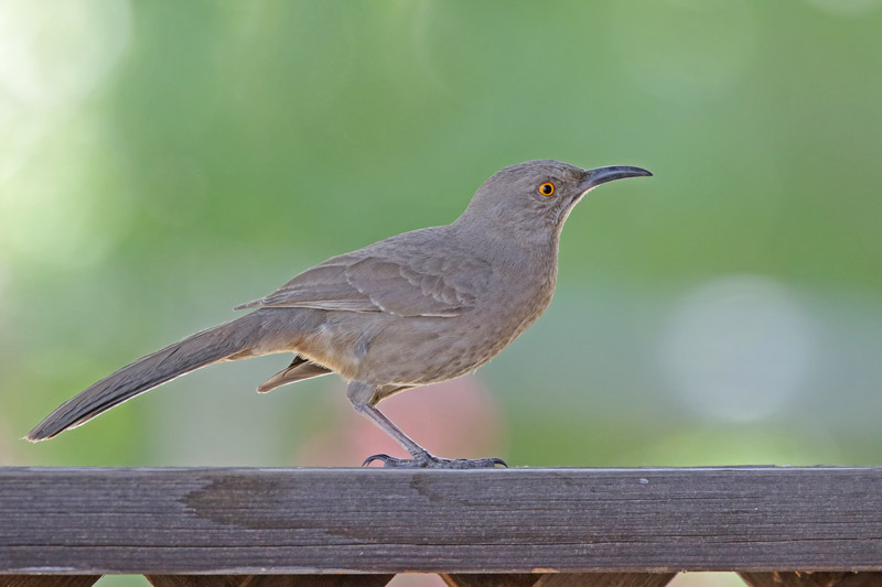 Curve-billed Thrasher