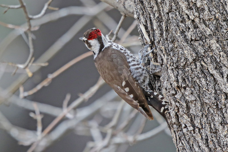 Arizona Woodpecker