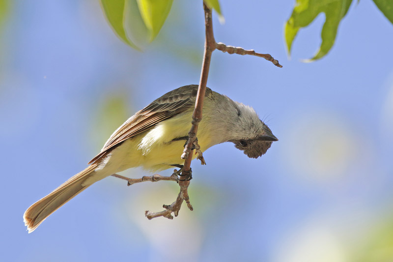 Dusty-capped Flycatcher
