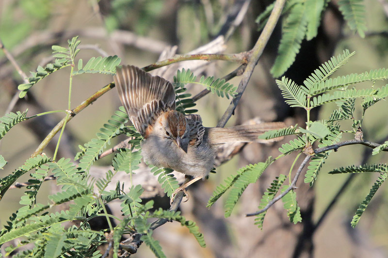 Rufous-winged Sparrow