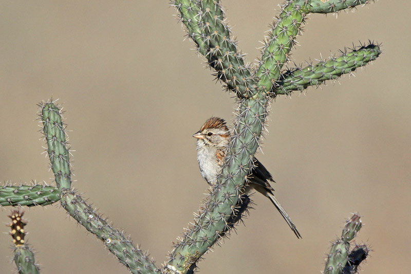 Rufous-winged Sparrow