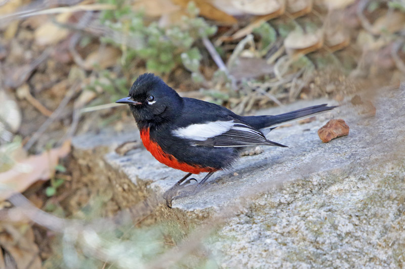 Painted Redstart