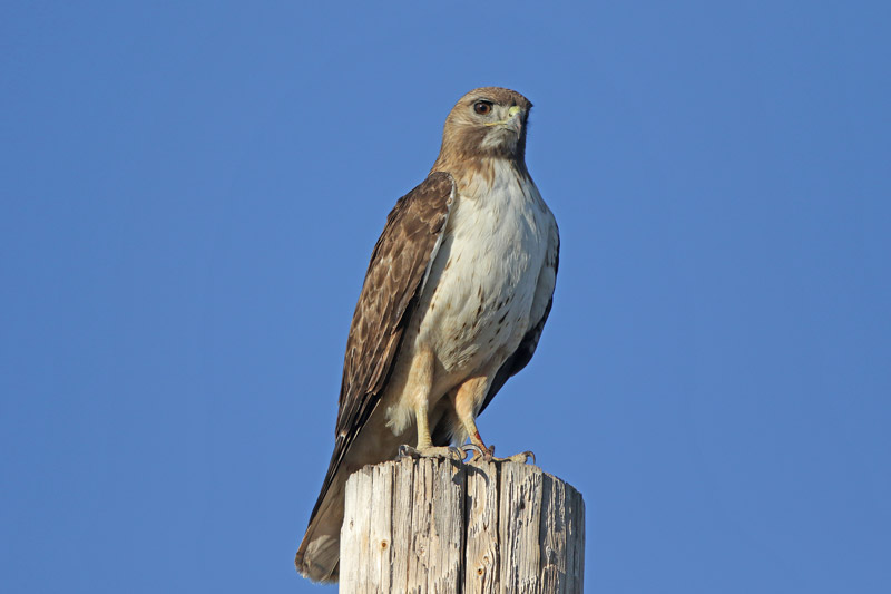 Red-tailed Hawk