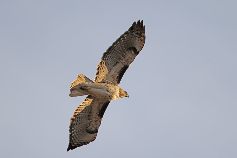 Red-tailed Hawk