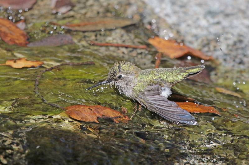 Anna's Hummingbird