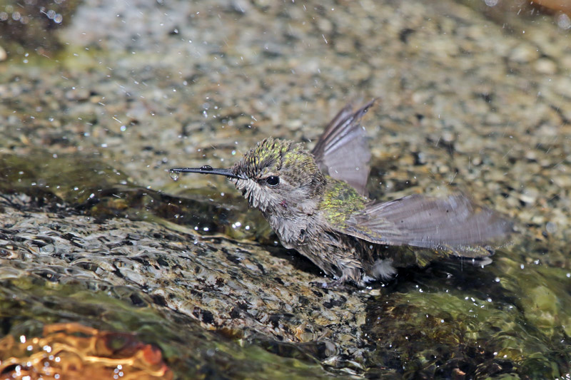 Anna's Hummingbird