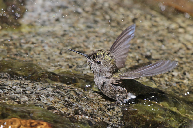 Anna's Hummingbird