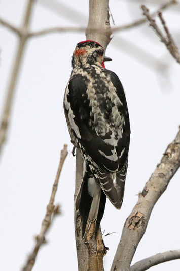 Red-naped Sapsucker