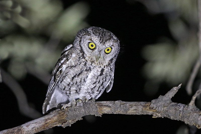 Whiskered Screech-Owl