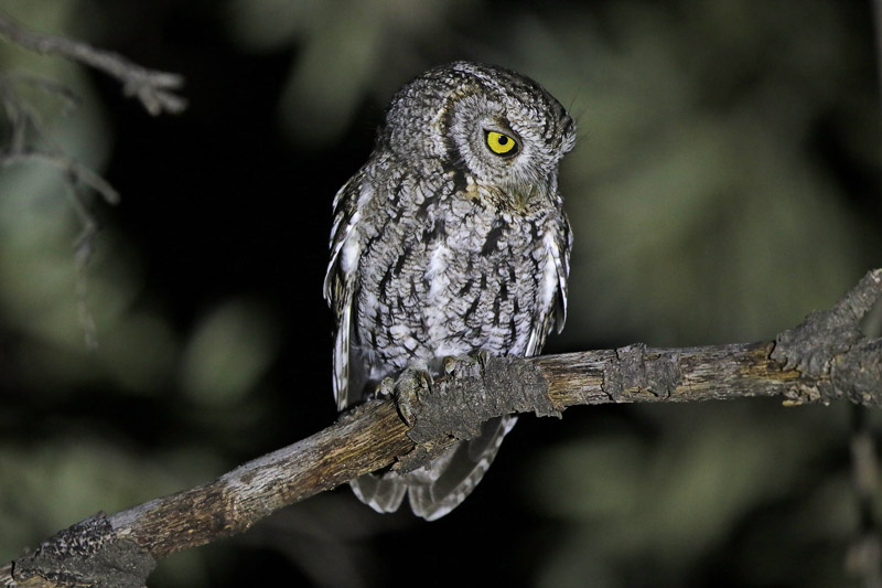 Whiskered Screech-Owl
