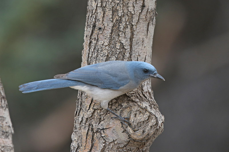 Mexican Jay