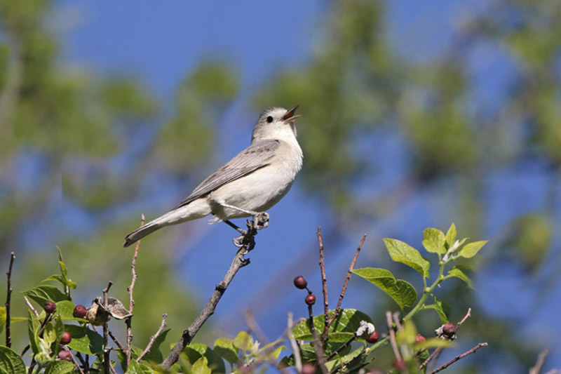 Lucys Warbler