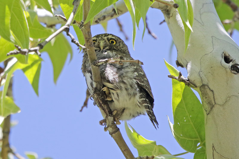 Northern Pygmy-Owl