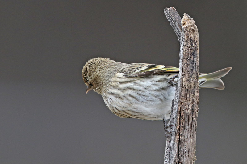 Pine Siskin