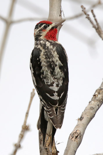 Red-naped Sapsucker