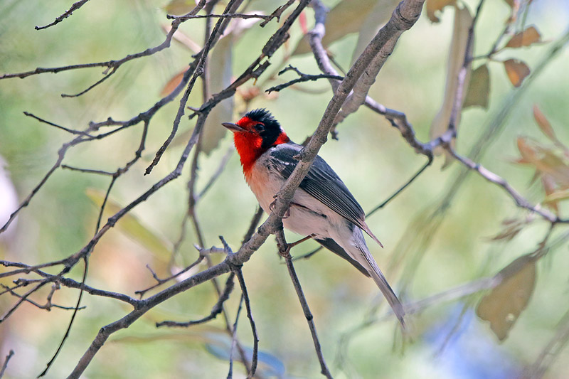 Red-faced Warbler