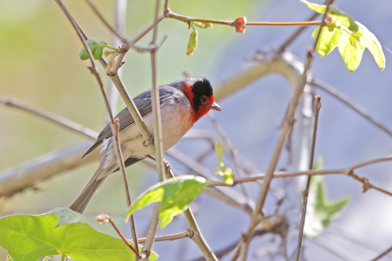 Red-faced Warbler