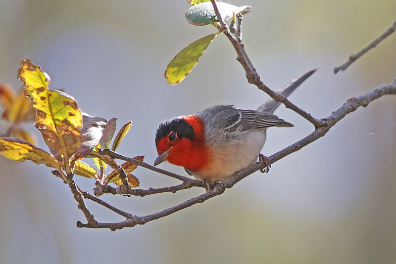 Red-faced Warbler