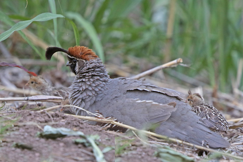 Gambel's Quail