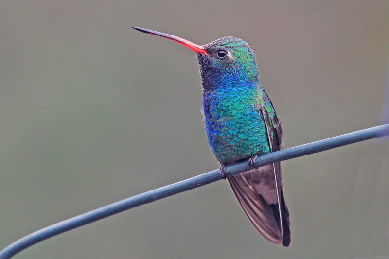 Broad-billed Hummingbird