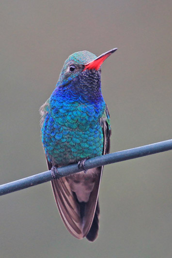 Broad-billed Hummingbird