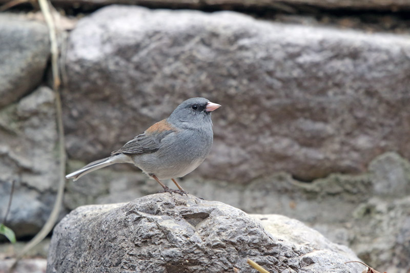 Dark-eyed Junco (Gray-headed)