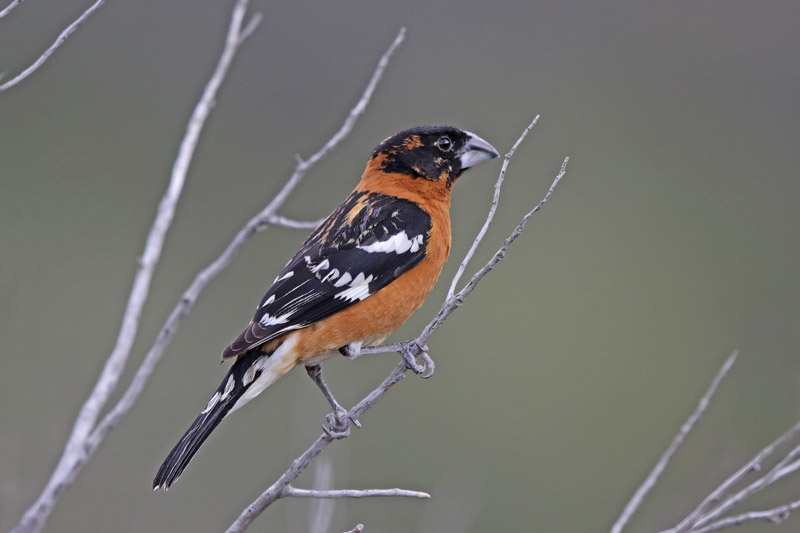 Black-headed Grosbeak