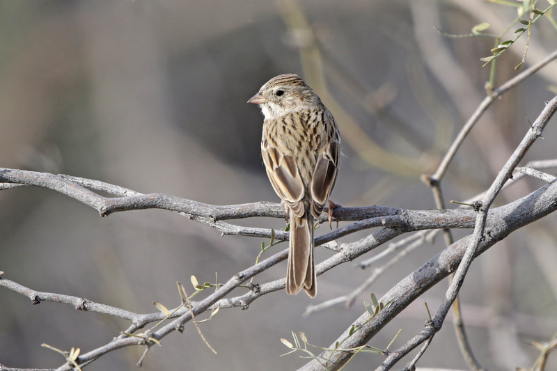 Brewer's Sparrow