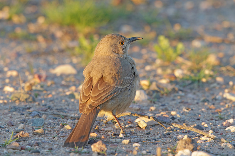 Curve-billed Thrasher