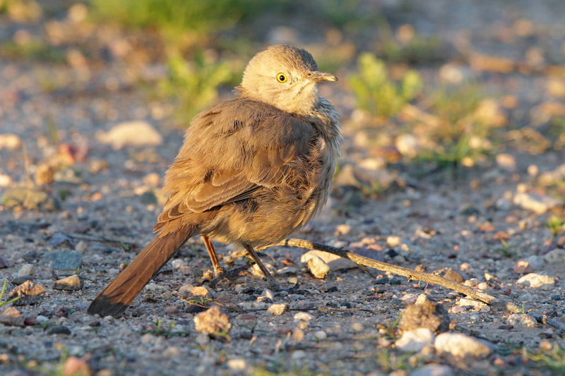 Curve-billed Thrasher
