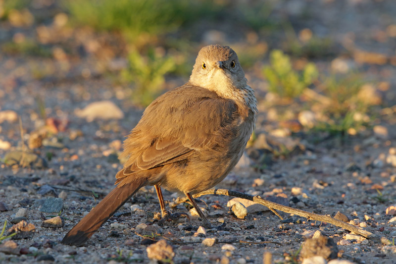 Curve-billed Thrasher