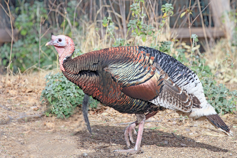 Wild Turkey