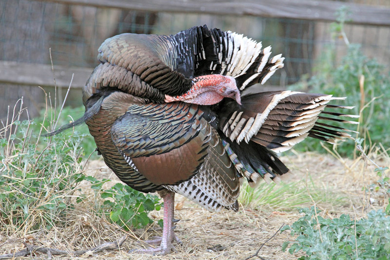 Wild Turkey