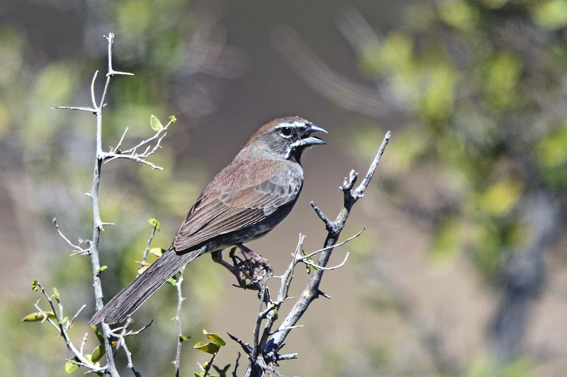 Five-striped Sparrow